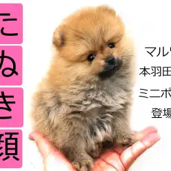 【 ポメラニアン 】たぬきポメに審査基準！？チェックポイントはここだ！！