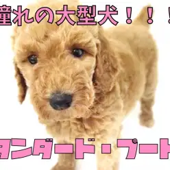 【 スタンダード・プードル 】待望の大型犬！スタンプーが大倉山店にやってきた！