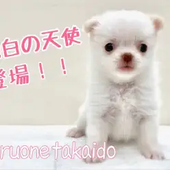 【 チワワ 】高井戸をざわつかせている純白の天使登場!!