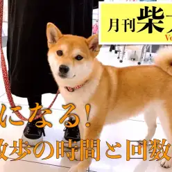 【 月刊柴犬 】柴犬のお散歩の時間と工夫していること！