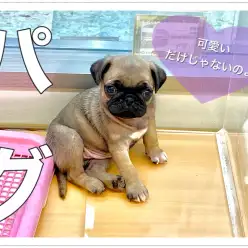 【 パグ 】いろんな表情盛り沢山の女の子！フォーンカラーの美人さん♪
