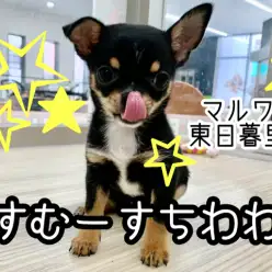 【 チワワ 】光るスムースコート！お手入れ楽ちんの可愛いブラタンチワワ登場！