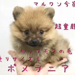 【 ポメラニアン 】ミニマライズなあなたにオススメ!手乗りたぬきポメ!