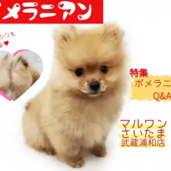 【 ポメラニアン 】もこもこタヌキ顔！初めての方へのポメラニアンQ&A！