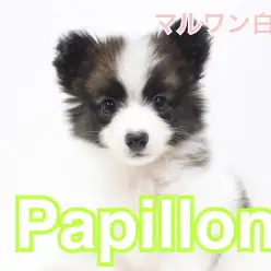 【 パピヨン 】大きなお耳がチャームポイント!おすすめトレーニングもご紹介!