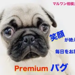 【 パグ 】魅力たっぷりのペチャ顔、ぶちゃカワ犬！パピー期に始めるべき2つの事！