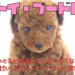 【 トイ・プードル 】ぬいぐると間違ないで！毛量たっぷりなトイプーちゃん登場 !