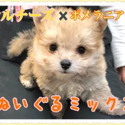 【 MIX 】ぬいぐるみのように愛らしいマルポメ登場!