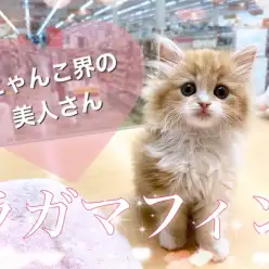 【 ラガマフィン 】うるうる瞳の甘えんぼ天使がやってきました♡