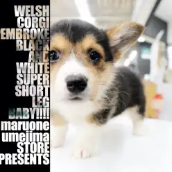 【 ウェルシュ・コーギー・ペンブローク 】希少ブラックタンカラーの女の子登場！