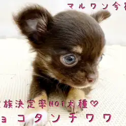 【 チワワ 】ご家族決定率NO1犬種!小さめ・チョコレートカラーのイケメン登場!