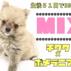 【 MIX 】生後51日体重397gの極小！チワワ×ポメラニアンのチワポメ！