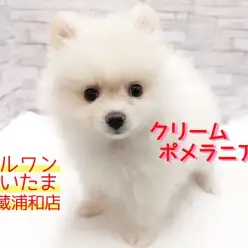 【 ポメラニアン 】白いタヌキポメ！子供と一緒に出来るお世話もご紹介！