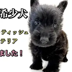 【 スコティッシュテリア 】マルワン5年ぶりの登場の超希少犬種！！