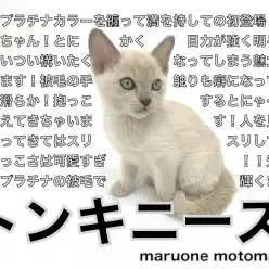 【 トンキニーズ 】まさにプラチナ級！ゴージャス&ビューティーキャット！