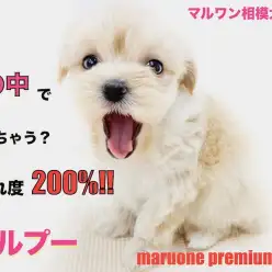 【 MIX 】両親はトイ・プードルとマルチーズ！子犬らしい寝姿が可愛いマルプー