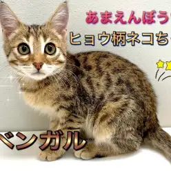 【 ベンガル 】見た目とのギャップにイチコロ！甘えん坊ヒョウ柄にゃんこ！