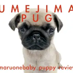 【 パグ 】飼いやすさ満点！！お手入れ＆おトイレマスター済！