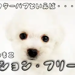 【 ビションフリーゼ 】横浜1番のぬいぐるみ感！抜群の毛量で目指せパウダーパフ！