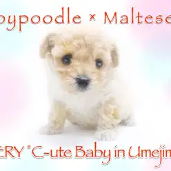 【 MIX 】メルヘンチックな可愛さのマルプーきちゃった！