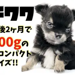 【 チワワ 】生後2ヶ月で500gの小さめ！キリッとチャームポイントのマロ眉！