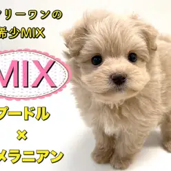 【 MIX 】良い所取りのハイブリット犬！プードル×ポメラニアンのポメプー登場！