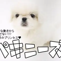 【 ペキニーズ 】コミカルな動きから目が離せない！横浜のぺちゃ界のプリンセス！