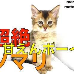 【 ソマリ 】超絶甘えんボーイ！1本の黒い線にも注目！