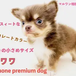 【 チワワ 】人気のチョコレートカラー！手の平より小さなミニマムサイズ！