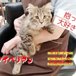 【 サイベリアン 】初めての子ねこにピッタリ！！飼いやすさNo1！