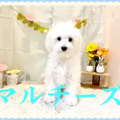 【 マルチーズ 】ホワイト犬代表！甘えんぼの男の子