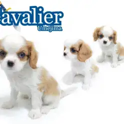 【 キャバリア 】可憐で美しいブレンハイムの偉大なる名犬登場！