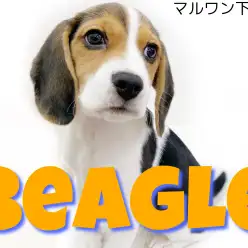 【 ビーグル 】世界中で有名！愛嬌たっぷりの人気犬種登場！