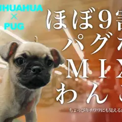 【 チワパグ 】チワワ1割・パグ9割！幅広い年齢層にオススメMIX犬登場！