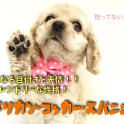 【 アメリカンコッカースパニエル 】癖になる目付きと表情！超フレンドリーな性格！