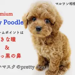 【 トイプードル 】小さめサイズと抜け毛の少なめ！安心のリモートサポート付き！