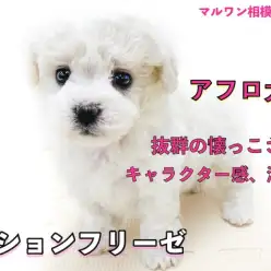 【 ビションフリーゼ 】パウダー・パフが特徴のアフロ犬！マスコット的容姿に注目！