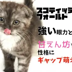 【 スコティッシュフォールド 】強い眼力と甘えん坊な性格にギャップ萌え！！