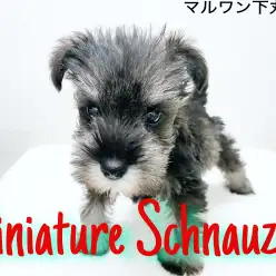 【 ミニチュアシュナウザー】超絶甘えん坊な天使が下丸子にやってきた！