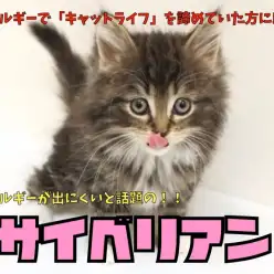 【 サイベリアン 】犬のような性格とアレルギーが出にくいと話題の猫！
