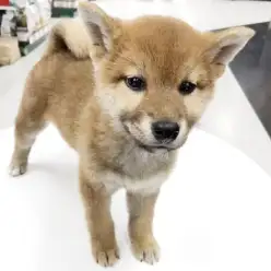 【 柴犬 】ご飯大好き！運動大好き！元気な赤柴男の子がやってきた！
