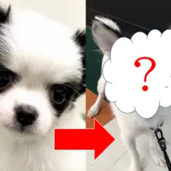 【 チワワ 】セカンドレビュー!パンダチワワちゃんの現在の姿とは!?