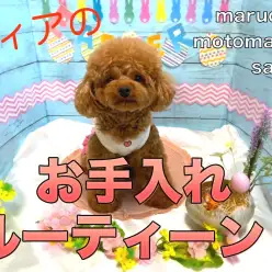 【 元町トリミング 】小さめトイプードル「看板犬ティア」のお手入れルーティーン