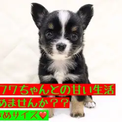 【 チワワ 】小さめサイズの天使降臨♪甘々な生活をあなたに!