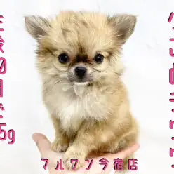 【 チワワ 】パパはJKCチャンピオン!生後80日で555gのイケメン手乗り系!