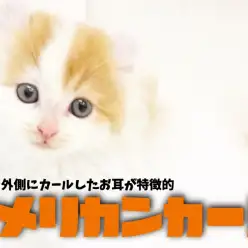 【 アメリカンカール 】クルンとユニークなお耳が特徴的！耳の反り具合は横浜随一！