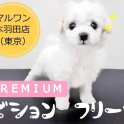 【 ビションフリーゼ 】プレミアムビションを東京大田区で発見！！