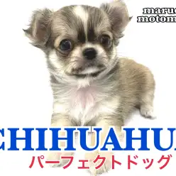 【 チワワ 】小さめサイズ！美しいアップルヘッドにたぬき顔のパーフェクトボーイ！