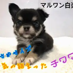 【 チワワ 】小さめサイズのブラックタン!人気要素の詰まった美男子が登場!