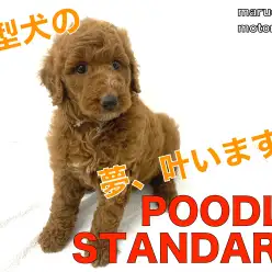【 スタンダードプードル 】大型犬の夢叶います！抱きしめたくなること必至！